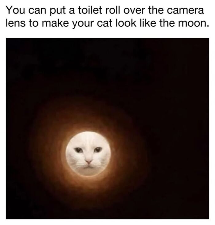30 Hilarious Cat Memes From ‘Sovjet Cats’ That Perfectly Capture Feline Logic
