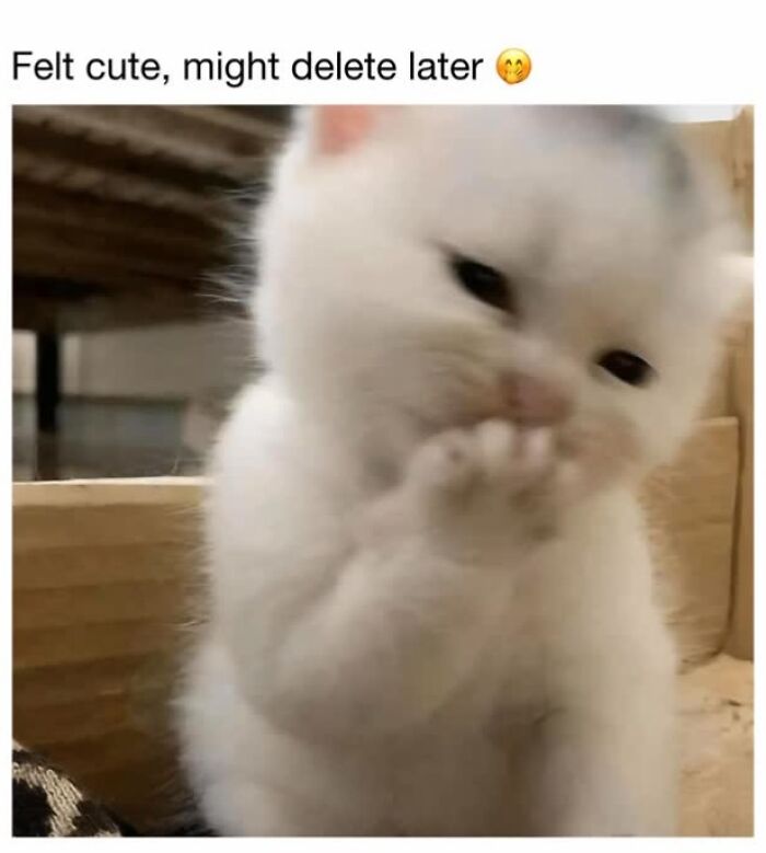 30 Hilarious Cat Memes From ‘Sovjet Cats’ That Perfectly Capture Feline Logic