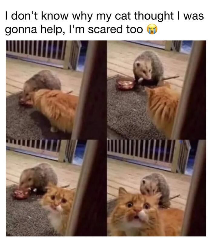 30 Hilarious Cat Memes From ‘Sovjet Cats’ That Perfectly Capture Feline Logic