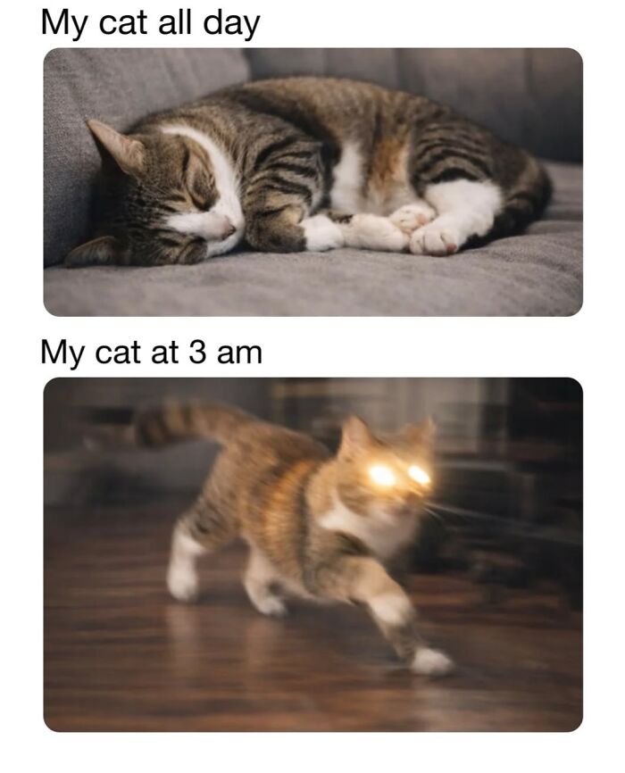 30 Hilarious Cat Memes From ‘Sovjet Cats’ That Perfectly Capture Feline Logic