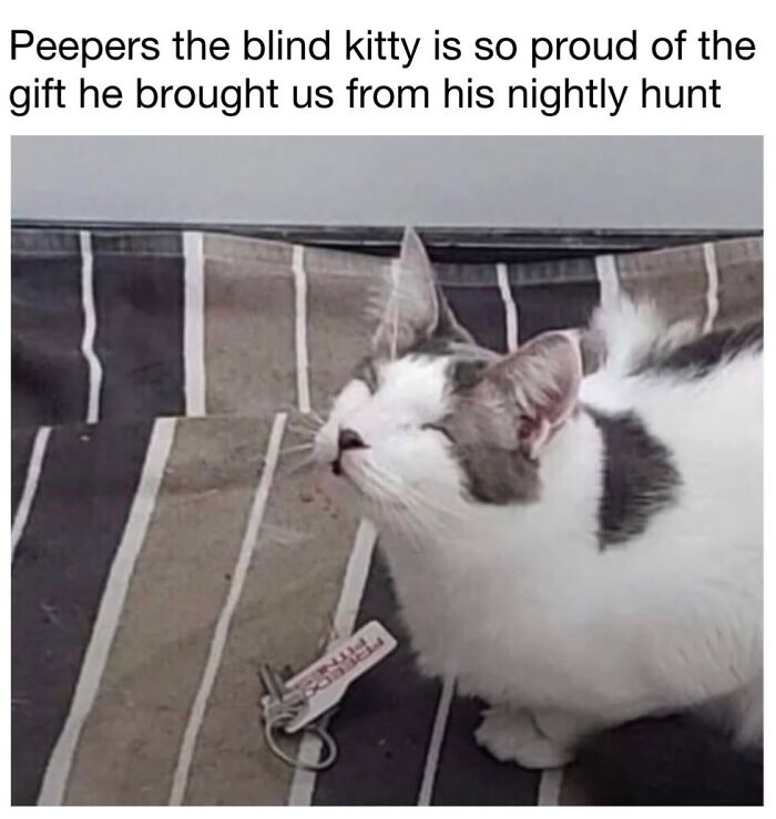 30 Hilarious Cat Memes From ‘Sovjet Cats’ That Perfectly Capture Feline Logic