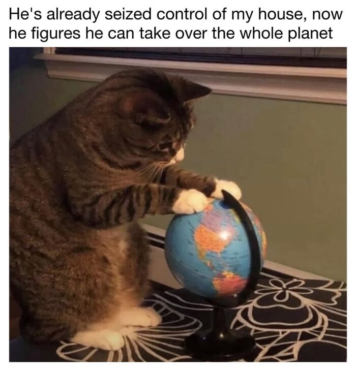 30 Hilarious Cat Memes From ‘Sovjet Cats’ That Perfectly Capture Feline Logic