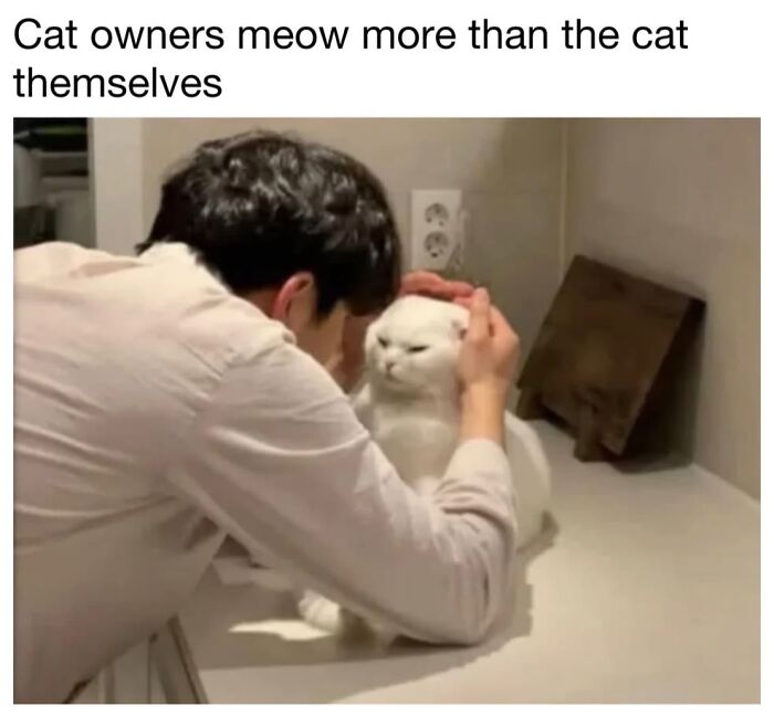 30 Hilarious Cat Memes From ‘Sovjet Cats’ That Perfectly Capture Feline Logic