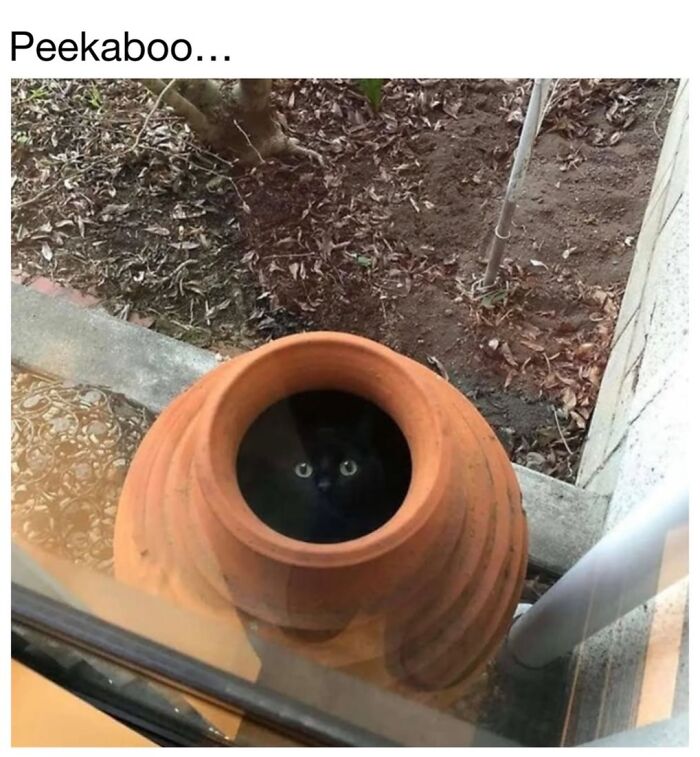 30 Hilarious Cat Memes From ‘Sovjet Cats’ That Perfectly Capture Feline Logic