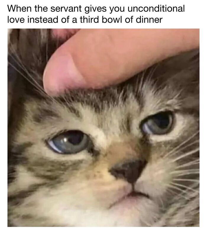 30 Hilarious Cat Memes From ‘Sovjet Cats’ That Perfectly Capture Feline Logic