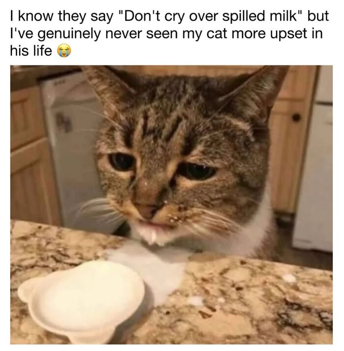 30 Hilarious Cat Memes From ‘Sovjet Cats’ That Perfectly Capture Feline Logic