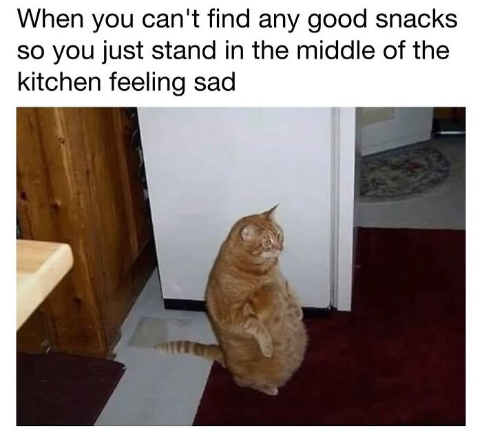 30 Hilarious Cat Memes From ‘Sovjet Cats’ That Perfectly Capture Feline Logic
