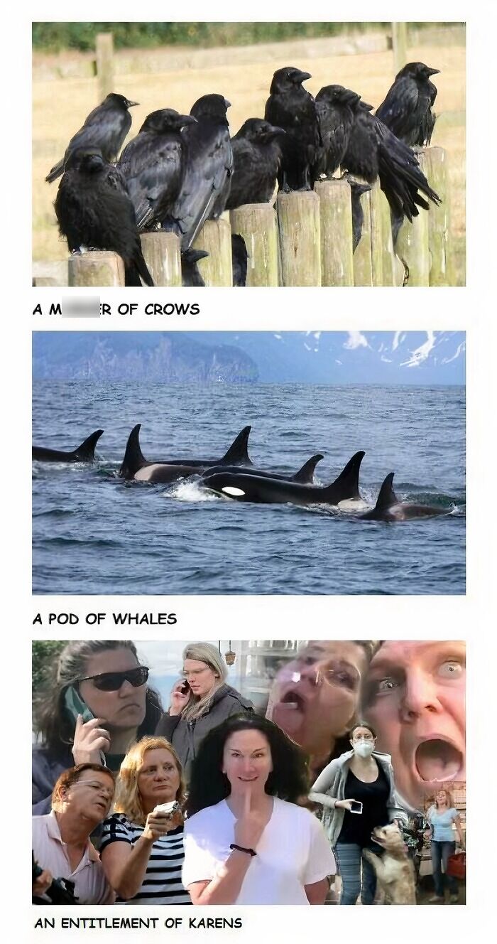 Three panels showing a m****r of crows, a pod of whales, and an entitlement of Karens.