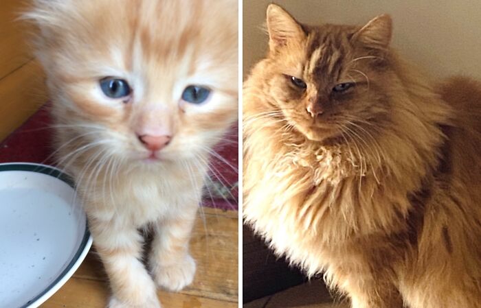 Before-and-after photos of a fluffy orange kitten growing up into a majestic, long-haired adult cat.