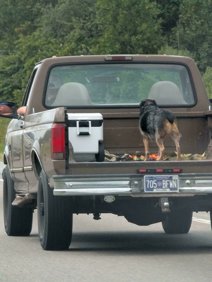 A dog standing unsecured in the back of a moving pickup truck, showing questionable decisions.