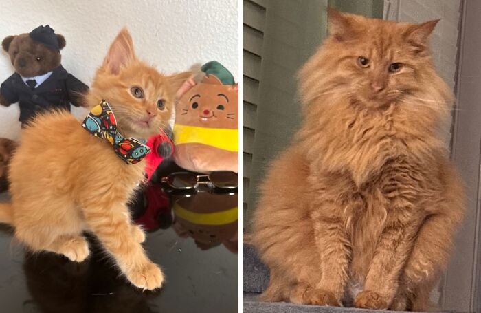 Before-and-after photo of a cute orange kitten growing up into a large, fluffy orange cat