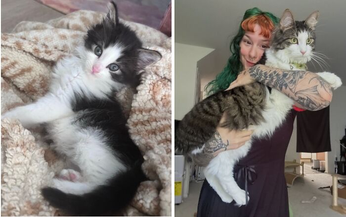 Before-and-after photo of a fluffy black and white kitten growing up with its owner