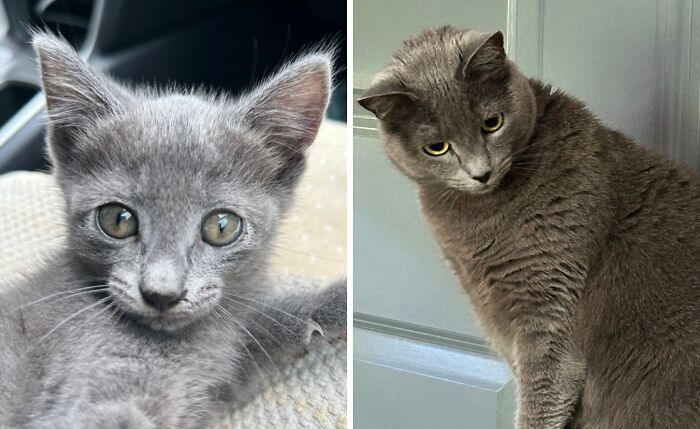 Before-and-after photo of a sleek grey kitten growing up into a majestic adult grey cat
