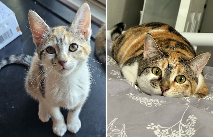 Before-and-after photo of a tiny calico kitten growing up into a plump, beautiful calico cat