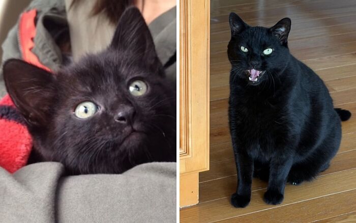 Side-by-side photos of a small black kitten with green eyes growing up into a vocal, large black cat.