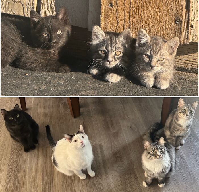 Two photos showing three small kittens growing up into four adult cats sitting on a wooden floor.