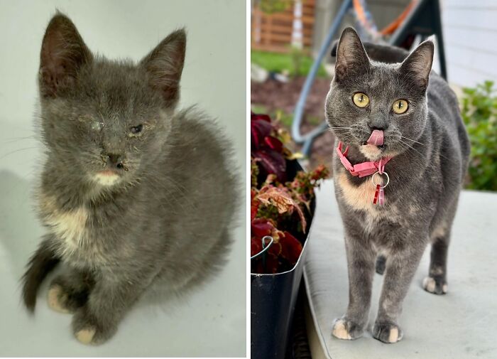 Before-and-after photos of a scruffy grey kitten growing up into a healthy grey cat licking its nose