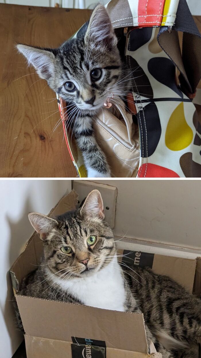 Before-and-after photos of a tabby kitten inside a colorful bag growing up into a big cat in a cardboard box