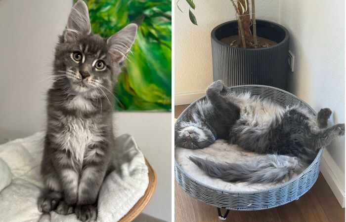 Before-and-after photos of a grey fluffy Maine C**n kitten growing up and lounging upside down in a pet bed