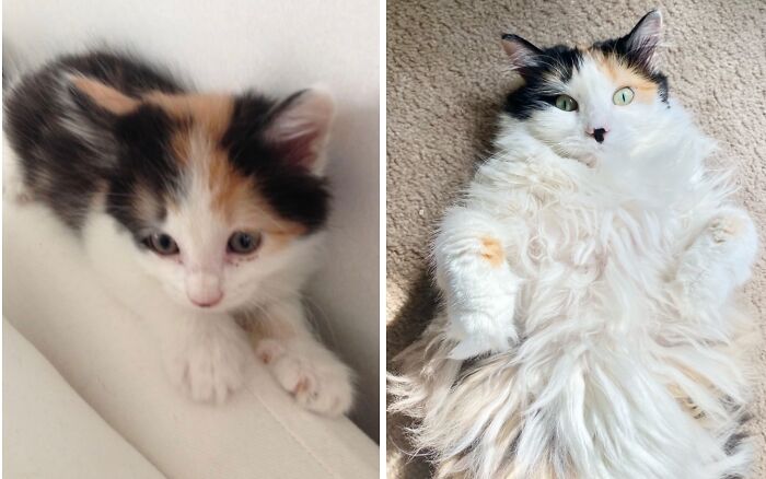 Before-and-after photos of a tiny calico kitten growing up into a fluffy, white-bellied adult cat.
