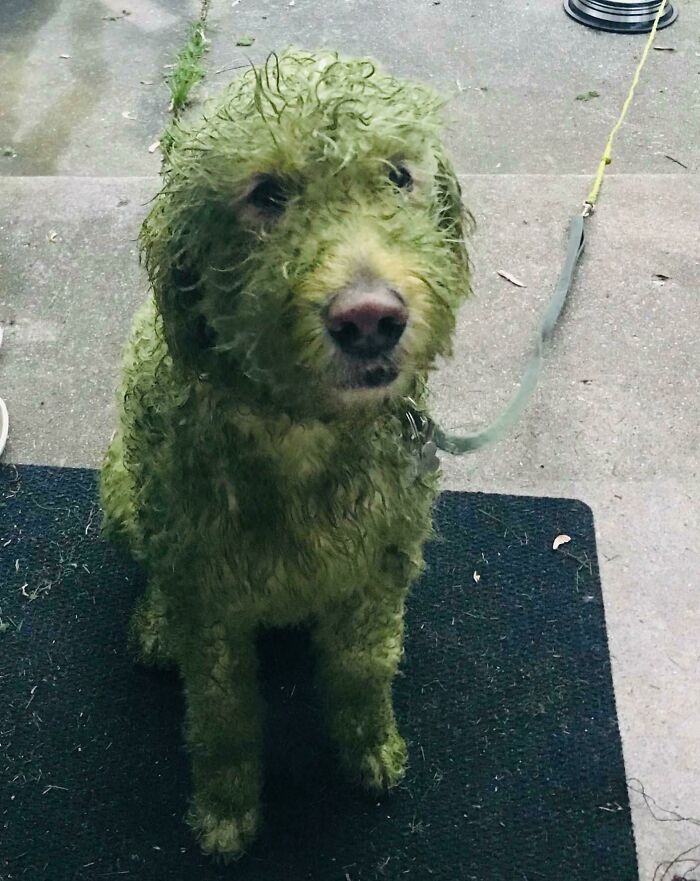 A fluffy dog completely dyed green from freshly cut grass, showing questionable decisions on letting pets run free.