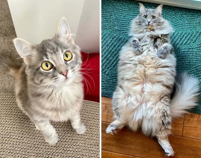 Side-by-side comparison of a grey fluffy kitten growing up into a very large, fluffy adult cat