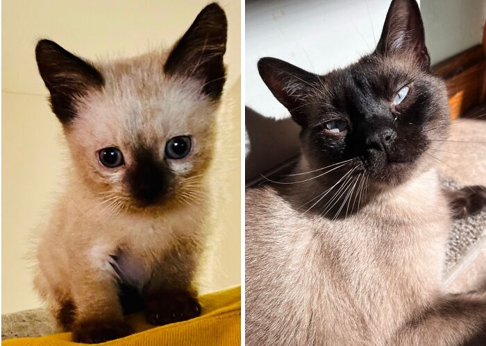 Before-and-after photos of a Siamese kitten growing up into a beautiful adult Siamese cat