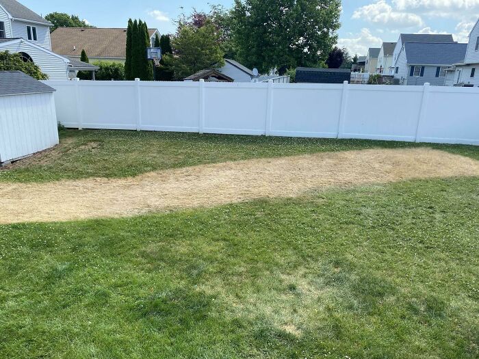 A backyard lawn with a large stripe of d**d grass, demonstrating questionable decisions in lawn care.