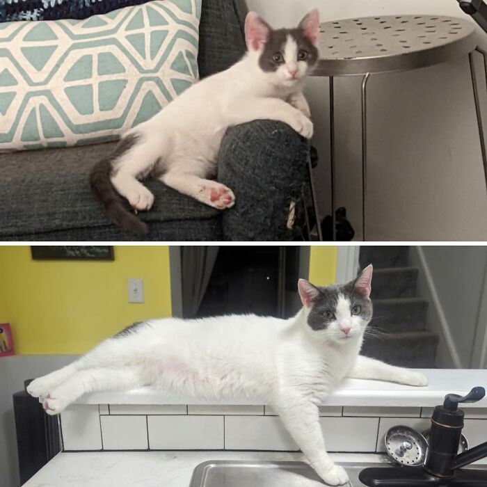 Before-and-after photos of a white and grey kitten growing up and posing the same way on a ledge
