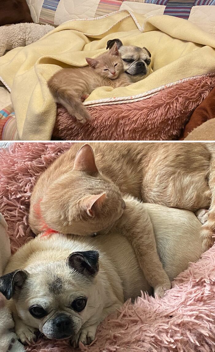 A ginger kitten cuddling a pug side-by-side with them growing up and cuddling as adults