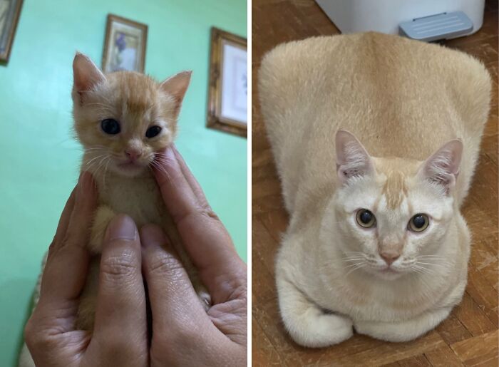 Side-by-side comparison of ginger kitten growing up into a larger, round ginger cat