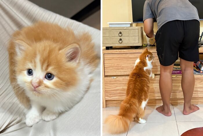 Before-and-after of a tiny fluffy orange and white kitten who grew up into a long, majestic adult cat.