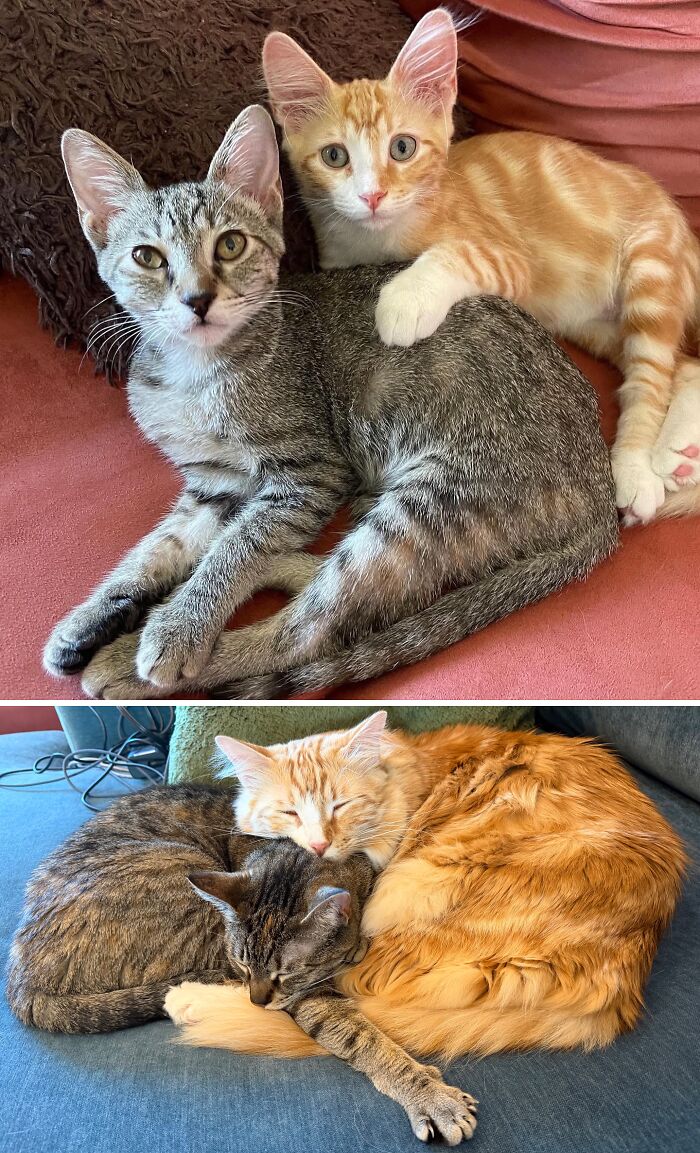 Comparison of two kittens, one grey tabby and one orange, cuddling on a sofa as babies and later as grown-up cats.