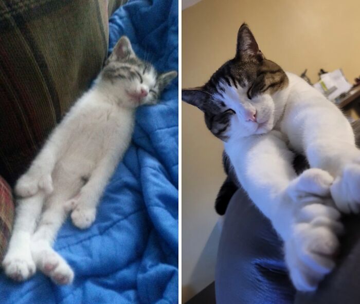 Before-and-after photo of a white and grey kitten sleeping on a blue blanket, and later as a grown-up sleeping cat.