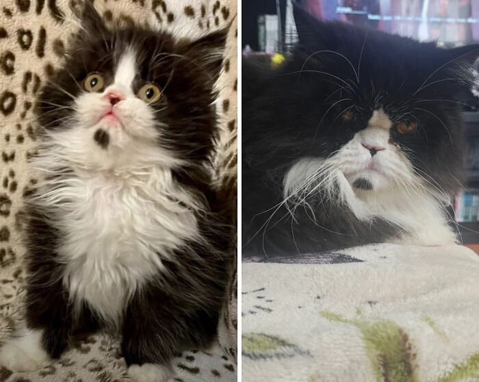 Comparison of a black and white fluffy kitten and the same cat grown up, showing the process of kittens growing up.