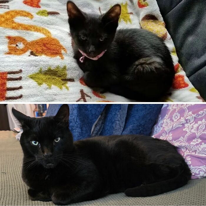 Before-and-after photos of a black kitten growing up into a majestic, sleek adult black cat