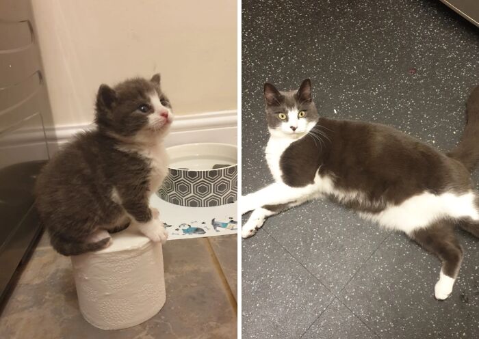 Before-and-after photos of a tiny grey and white kitten on toilet paper compared to the fully grown cat
