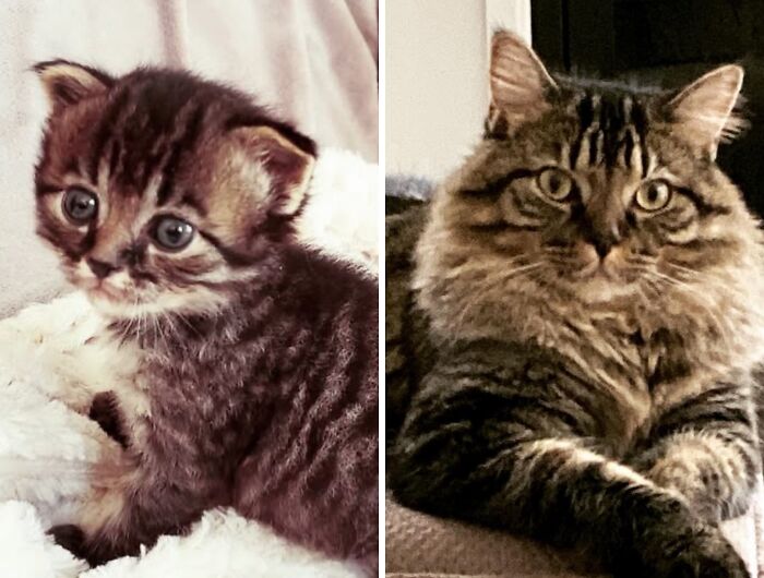 Before-and-after photos showing a fluffy tabby kitten with big eyes growing into a majestic adult cat