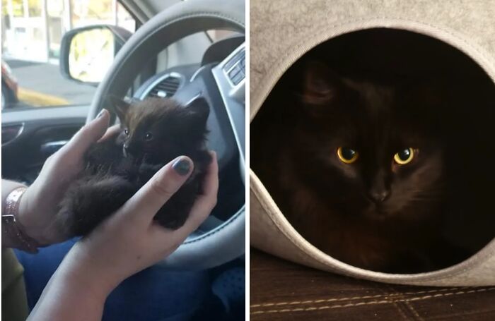 Before-and-after photos of a tiny black kitten held in hands and later as a majestic grown cat with bright eyes