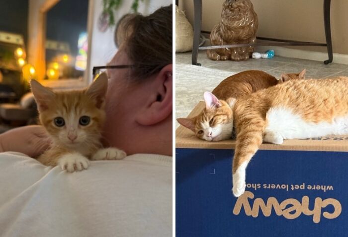 Before-and-after photos of an orange kitten growing up into a large tabby cat lounging on a Chewy box