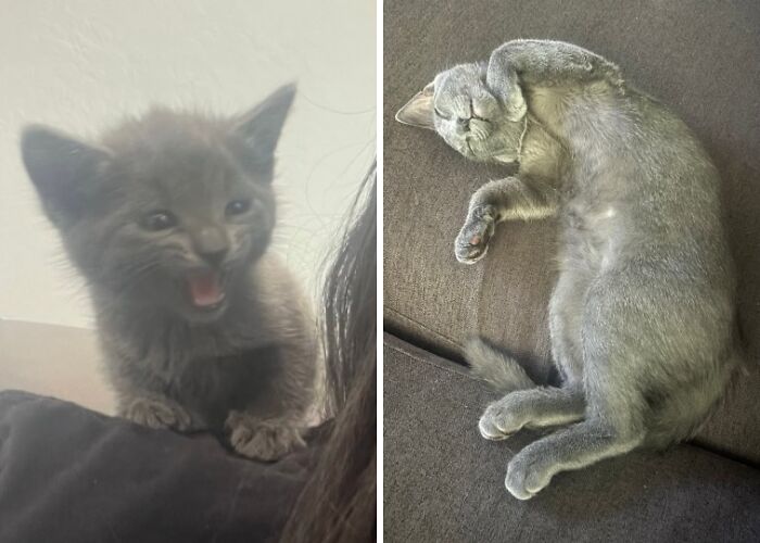 Before-and-after photos of a tiny grey kitten growing up into a sleek grey cat sleeping on a sofa