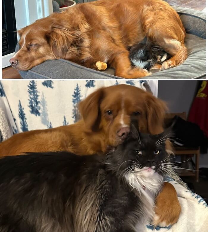 Before-and-after photos of a fluffy kitten growing up into a large black cat next to a golden retriever