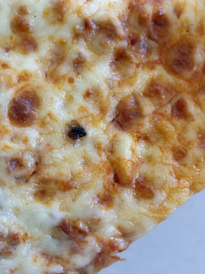 A close-up of a pizza with a bug baked into the cheese, showcasing a questionable food choice