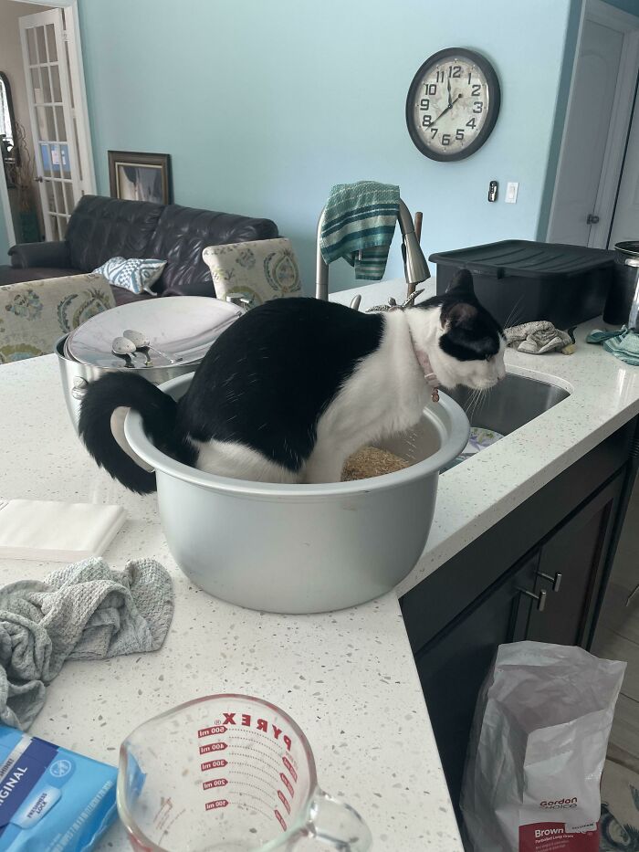A black and white cat sitting inside a rice cooker, showcasing questionable decisions