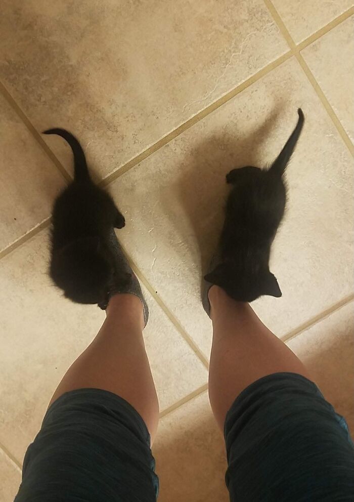 Loki And Odin Back When They Were Little!