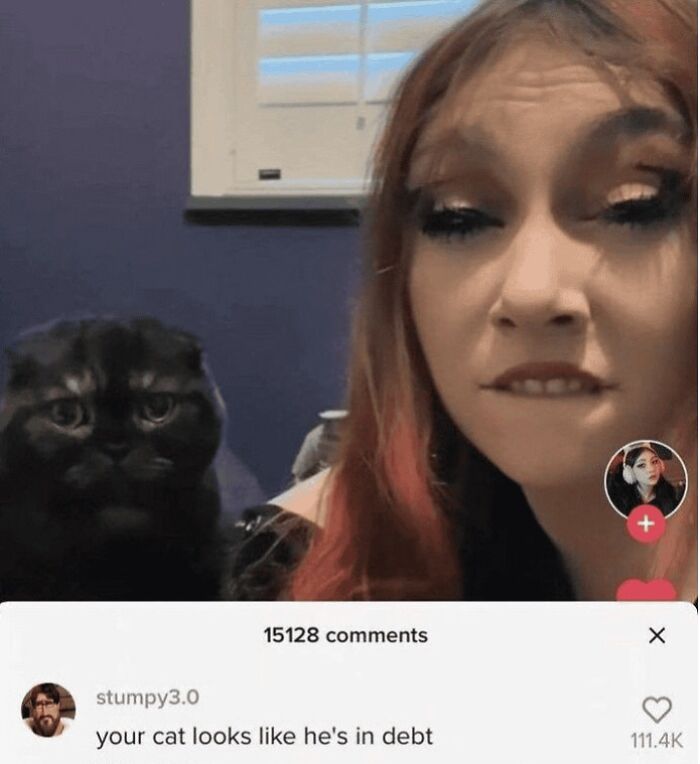 A social media comment with a funny and oddly accurate insult saying a cat looks like he is in debt.