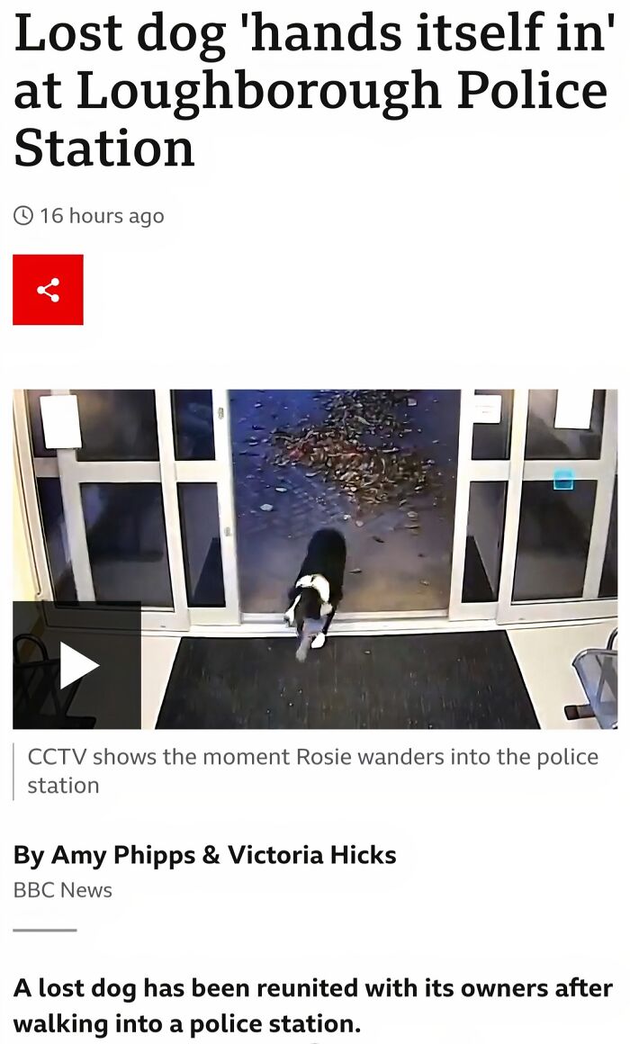A news screenshot about a lost dog walking into a police station, representing relatable British memes