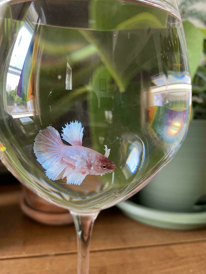 A small pink fish inside a wine glass, representing questionable wedding moments decoration.
