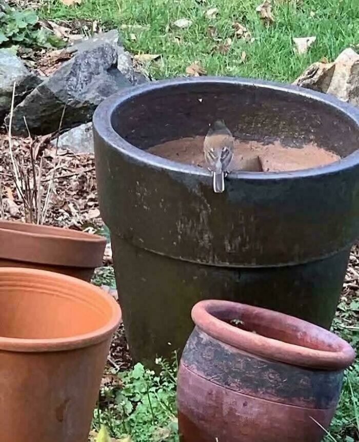 A small bird blending in perfectly with the rim of a large dark brown pot, showing accidental camouflage.