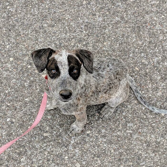 A speckled puppy blends with the asphalt road representing accidental camouflage